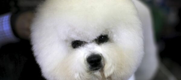 Выставка собак Westminster Kennel Club Выставка собак Westminster Kennel Club - Sputnik Беларусь