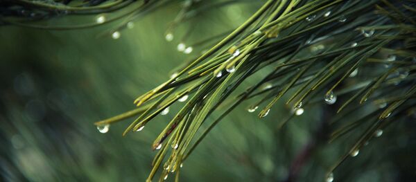 Оттепель и дождь - Sputnik Беларусь