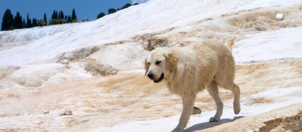 Лабрадор Лабрадор - Sputnik Беларусь