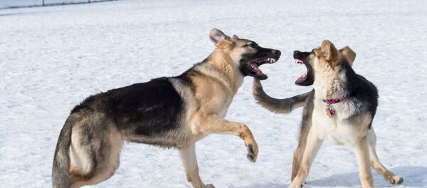 Немецкие овчарки - Sputnik Беларусь