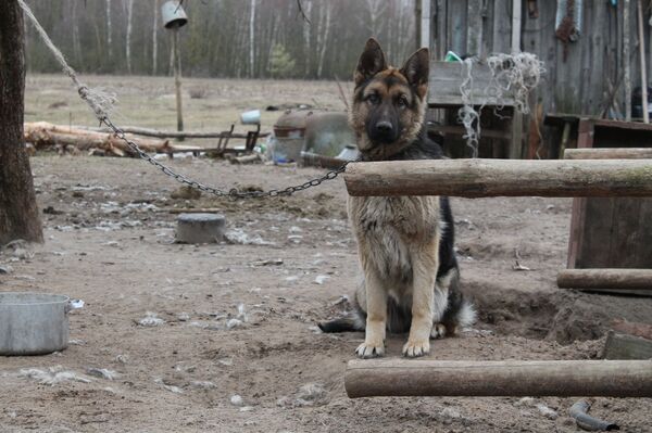 Гостей встречает только Герда – тихая годовалая овчарка - Sputnik Беларусь