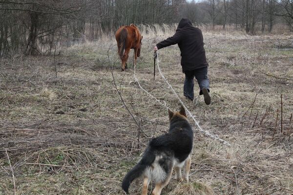 Свою скотину фермер Дьячок пасет на воздухе даже зимой - Sputnik Беларусь