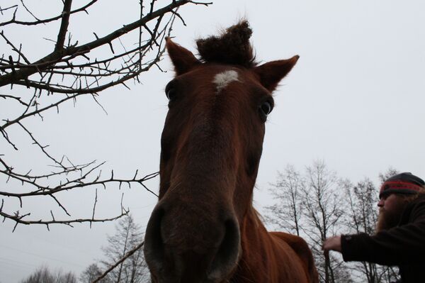 За пять лет жизни в деревне Семен с нуля создал настоящую ферму - Sputnik Беларусь
