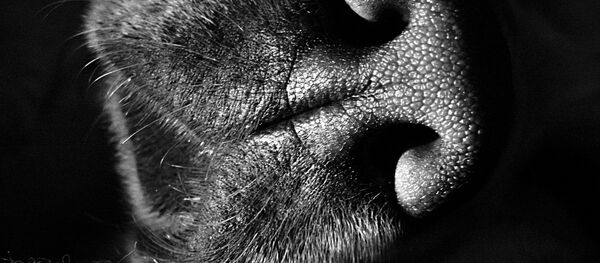 Собака - Sputnik Беларусь