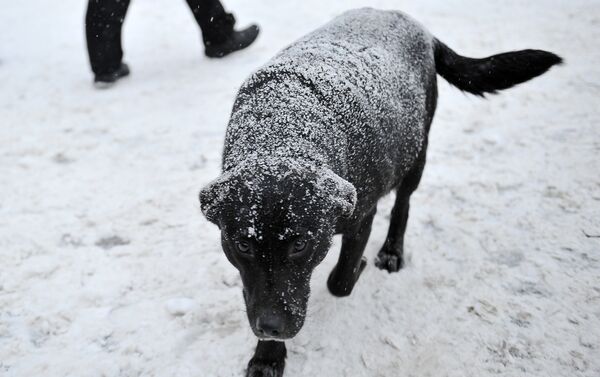 Собака во время снегопада - Sputnik Беларусь