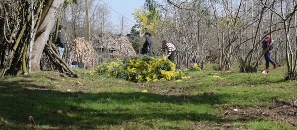 В Абхазии готовят мимозу к вывозу - Sputnik Беларусь