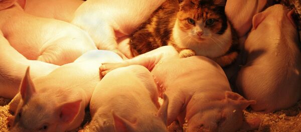 Поросята - Sputnik Беларусь