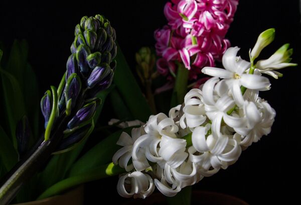 Гиацинты Гиацинты - Sputnik Беларусь