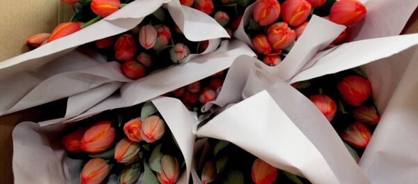 Букеты тюльпанов - Sputnik Беларусь