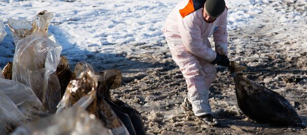 На Сахалине спасают птиц после нефтяного разлива - Sputnik Беларусь