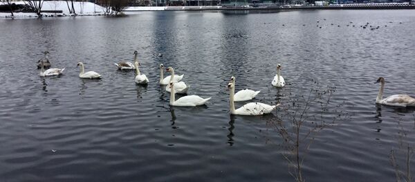 Лебеди прилетели на Свислочь - Sputnik Беларусь