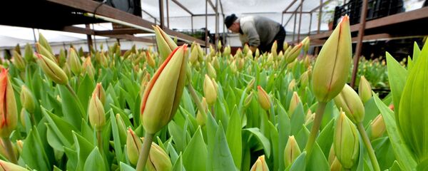 Белорусский Амстердам. - Sputnik Беларусь