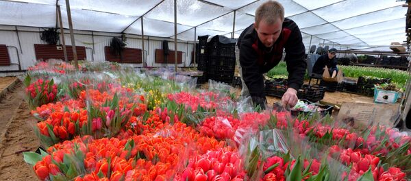 Покупка тюльпанов в теплице. - Sputnik Беларусь