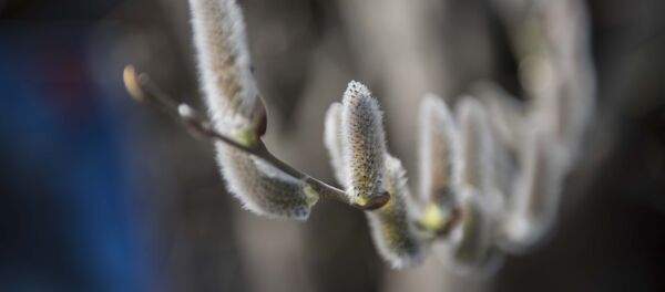 Котики - Sputnik Беларусь