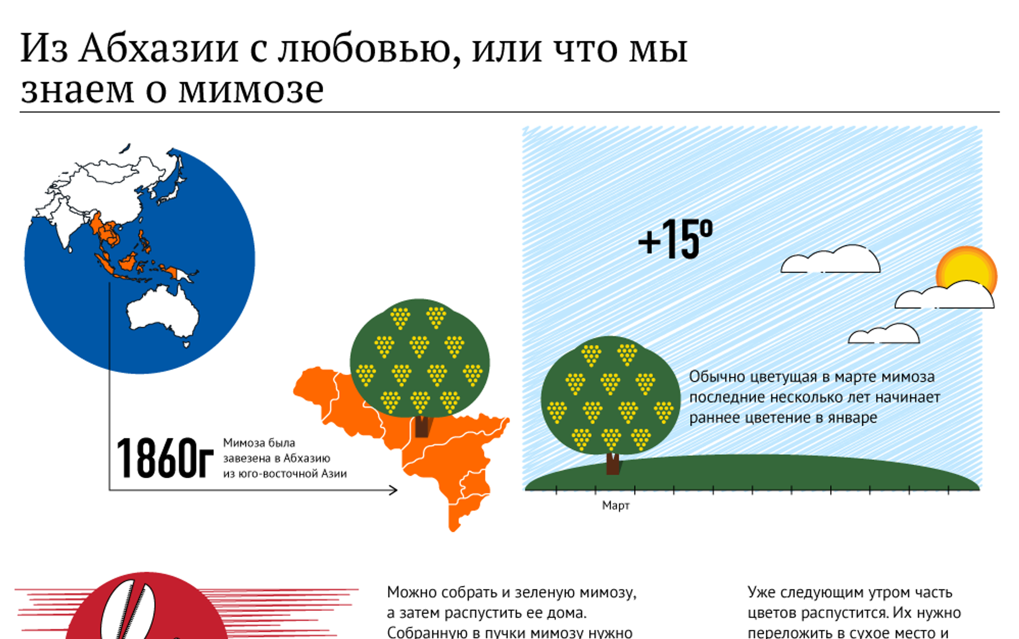 Абхазская мимоза: цветы, создающие праздник - 06.03.2016, Sputnik Беларусь