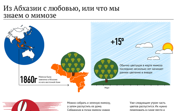 Из Абхазии с любовью: что мы знаем о мимозе - Sputnik Беларусь