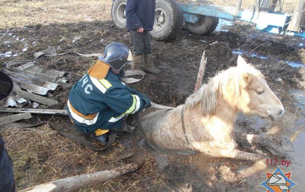 Спасение лошади в деревне в Лельчицком районе - Sputnik Беларусь