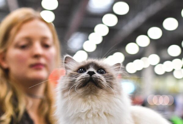 Международная выставка кошек Кэтсбург 2016 - Sputnik Беларусь