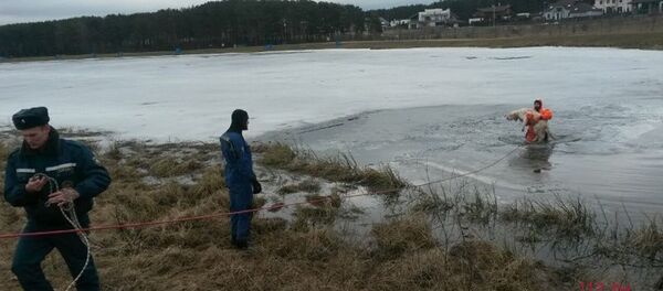 Спасение собаки на Цне - Sputnik Беларусь