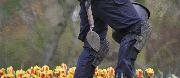 Садовник в Парке цветов Кекенхоф - Sputnik Беларусь