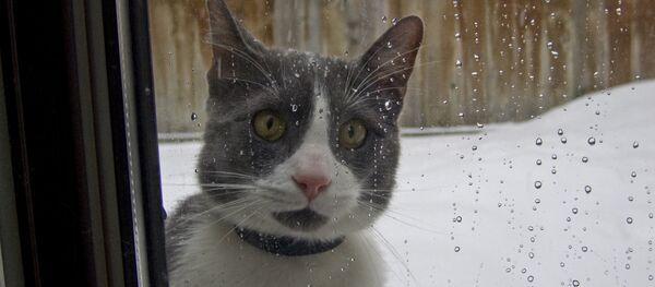 Кот за окном - Sputnik Беларусь