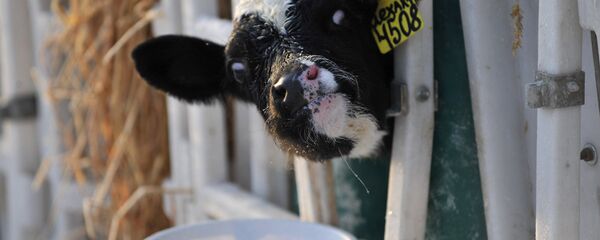 Работа агрофирмы Работа агрофирмы - Sputnik Беларусь