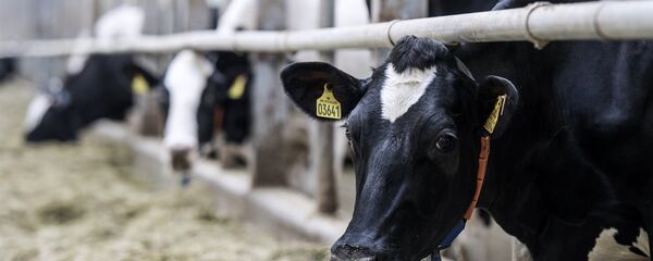 Коровы на ферме - Sputnik Беларусь