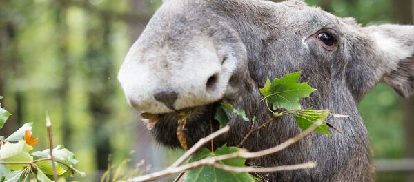 Лосиха - Sputnik Беларусь