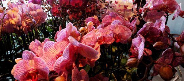 Цветочный магазин, архивное фото - Sputnik Беларусь