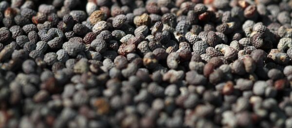 Семена мака Семена мака - Sputnik Беларусь