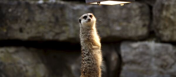 Сурыкат цешыцца лампавым цяплом - Sputnik Беларусь