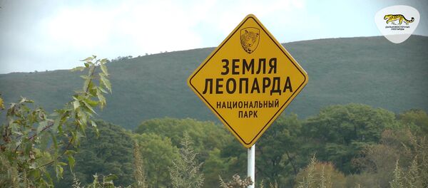Дальневосточный леопард – редчайшая кошка планеты - Sputnik Беларусь