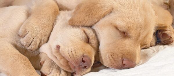 Спящие щенки Спящие щенки - Sputnik Беларусь