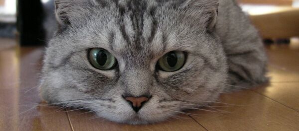 Кот - Sputnik Беларусь