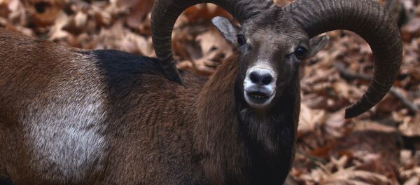 Муфлон. Архивное фото - Sputnik Беларусь