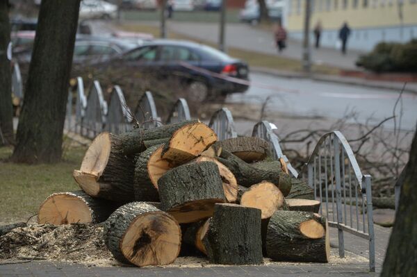 Обрезка деревьев на бульваре Мулявина - Sputnik Беларусь
