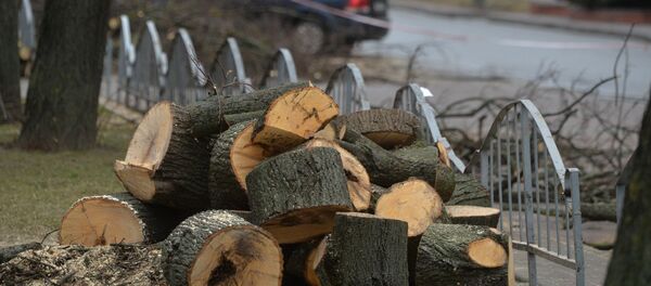 Абрэзка дрэваў на бульвары Мулявіна - Sputnik Беларусь