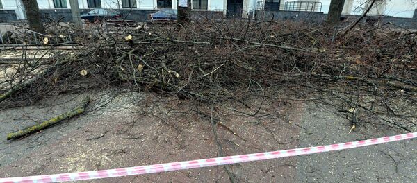 Вырубка деревьев в Минске, архивное фото - Sputnik Беларусь