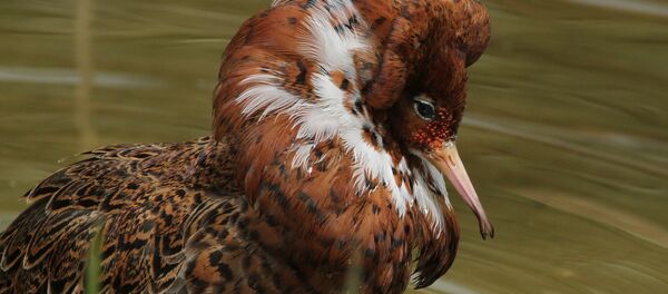 Турухтан - Sputnik Беларусь