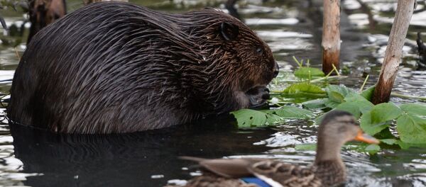 Бобр и утка - Sputnik Беларусь
