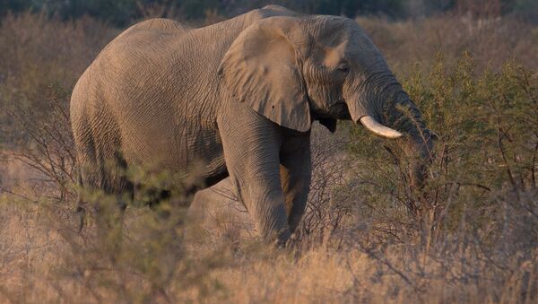 Африканский слон. Архивное фото - Sputnik Беларусь
