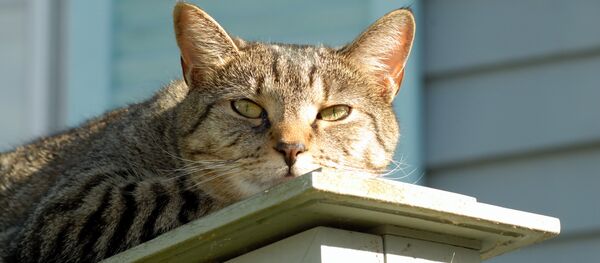 Кот на солнце Кот на солнце - Sputnik Беларусь