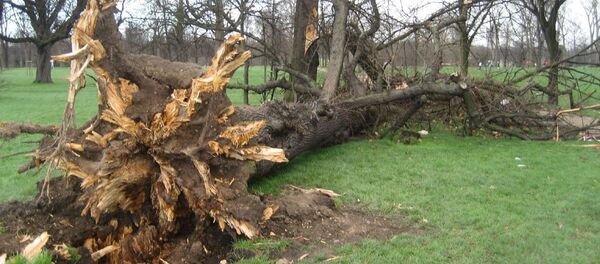 Поваленное ветром дерево - Sputnik Беларусь