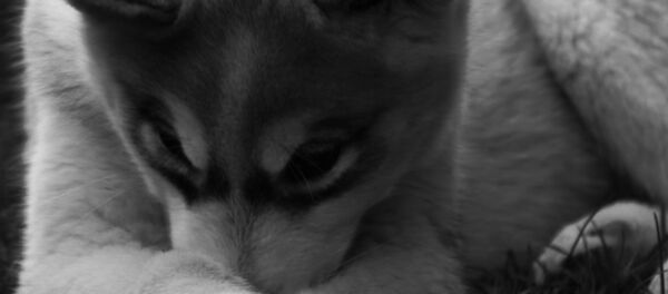 Щенок хаски. Архивное фото - Sputnik Беларусь