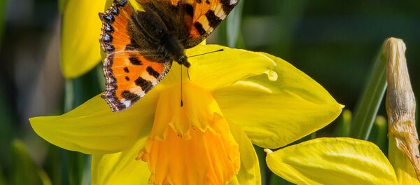 Бабочка Бабочка - Sputnik Беларусь