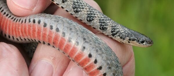 Змея - Sputnik Беларусь