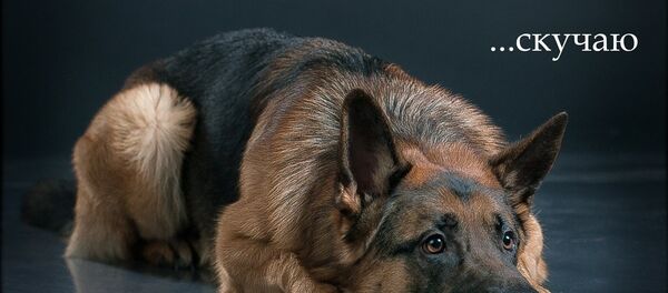 Собачий словарь собирает фотограф из Гродно. - Sputnik Беларусь