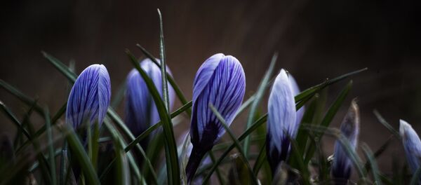 Крокусы - Sputnik Беларусь