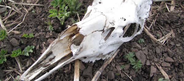 Череп лося - Sputnik Беларусь