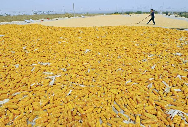 Кукуруза сушится возле поля в селе в провинции Шаньдун - Sputnik Беларусь